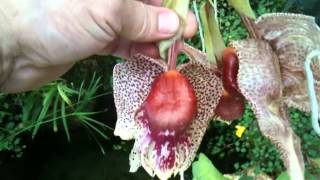 OrchidWeb  Coryhopea Red Martian [upl. by Zilef]