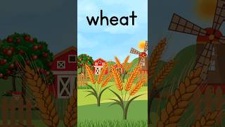 Word of the day is  WHEAT on the farm [upl. by Yrrep]