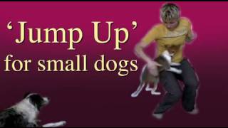 Teach jump up to a little dog clicker training [upl. by Auqinom]