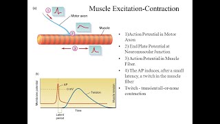 Neuromuscular Junction Mechanism of End Plate Potential [upl. by Ees]