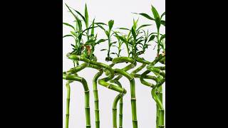 How to Care for Lucky Bamboo Plant [upl. by Cathie27]