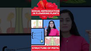 Sexual Reproduction in flowering plants  Class 12 Biology shorts [upl. by Pentheas]