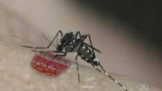 Aedes aegypti and Aedes albopictus  A Threat in the Tropics  PART 1 [upl. by Enicnarf1]