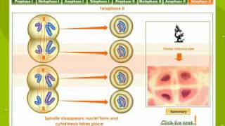 Meiosis Reduction Division [upl. by Nikola]