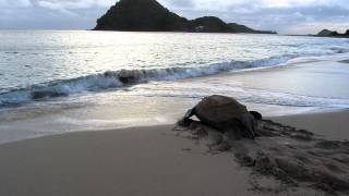 Leatherback sea turtle returns to sea on Levera Beach Grenada WI [upl. by Esilanna525]