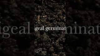 Epigeal Germination 🌱 timelapse agriculture nature routetoafo [upl. by Taft]