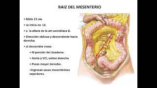 Anatomía PERITONEO  Abdomen 1  SOCIBASF  UNMSM [upl. by Tarabar32]