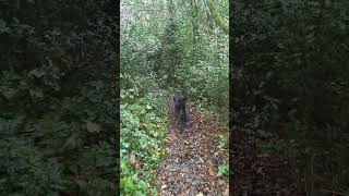 One minute walkies Marvin in an autumnfall forest Calm dog walk labradorlife dogwalk mydog [upl. by Alston]