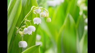 Muguet du Bonheur [upl. by Helge]