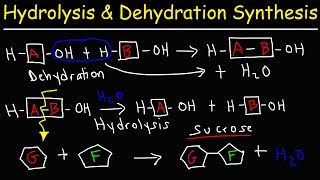 Hydrolysis and Dehydration Synthesis Reactions [upl. by Eissac]