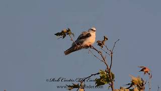 WHITETAILED KITE hovering preening Elanus leucurus [upl. by Losse205]