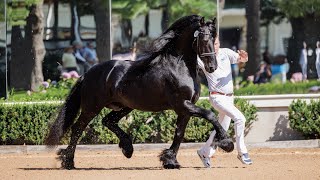 Tjalbert 460  KFPS AA Approved Friesian Stallion  2023 FHANA Keuring Presentation [upl. by Llednahc]