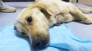 A Stray Dog ​​Was Abandoned By Its Owner In The Hospital Crying Silently [upl. by Odidnac]