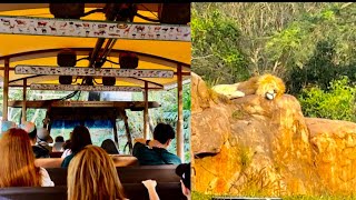 Kilimanjaro Safaris at Disneys Animal Kingdom 2023 4K Ride Experience Walt Disney World March 2023 [upl. by Odawa290]