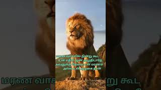 Tamil whats app sts on fire 🔥🔥🔥🔥 angry motivation angrylion [upl. by Elocyn]