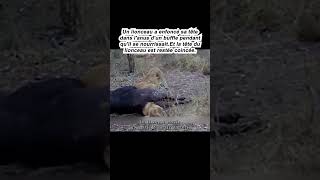 animal animals wildlife animaux lion الحمام ببغاء الصيد leopard الحسون [upl. by Necila]