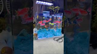 quotUnderwater Wondersquot shorts viralvideo fish [upl. by Conan]