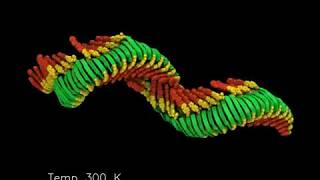 Selfassembling Nanofibers from Thiophenepeptide Oligomers [upl. by Redep]