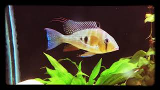 Acarichthys heckelli “Threadfin Acara” [upl. by Nylekoorb995]