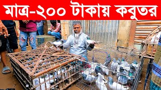 মাত্র২০০ টাকায় কবুতর  kobutor hat 2023  pigeon market in bangladesh  Saroliya kobutor hat [upl. by Thirion]