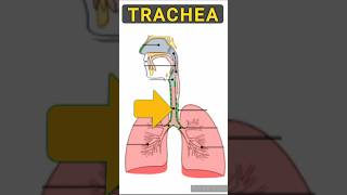 Trachea Bronchi Alveoli shortsvideolubgs [upl. by Stacie]