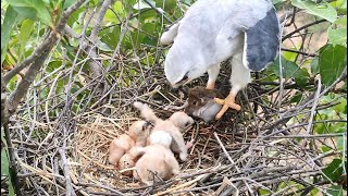 WhiteTailed Kite Feeds Babies Until Full  WhiteTailed Kite Captures A Mouse For Food [upl. by Ahsitruc]