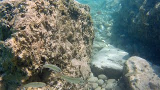 Diving Trpejca Ohrid Lake Macedonia  Нуркање Трпејца Охридско Езеро дел 2 [upl. by Noskcaj190]