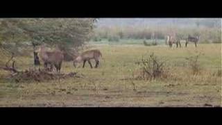 waterbuck in NP [upl. by Yramliw]