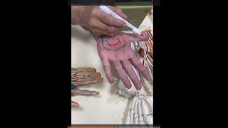 Arteries of upper limb and superficial and deep palmar arches [upl. by Jew]