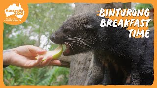 Enjoy the chomps of binturong breakfast  Australia Zoo Life [upl. by Oiluig547]