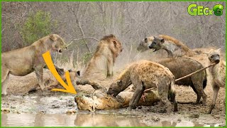 30 Tragic Moments Hyenas Kills Injured Lion What Happens In The Animal World  Animal Fight [upl. by Mandle]