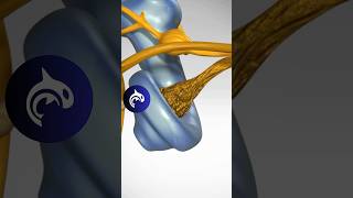 See how Hearing Loss from Nerve Degeneration works in 3D Animation [upl. by Ayitahs]