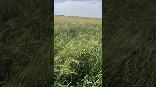 Phalaris paradoxa in wheat near Moree [upl. by Ainola]