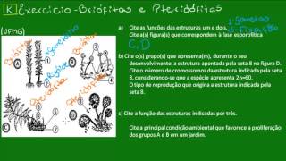 Pteridófitas versus Briófitas  Botânica  Biologia [upl. by Meador]