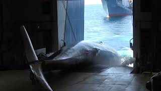 Japan releases images of first fin whale catch [upl. by Ellard301]