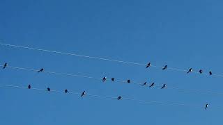 A flight of barn swallows [upl. by Amlev]