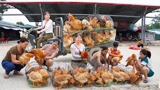 Use 3wheeled Vehicle Harvesting Many Chicken Goes To Market Sell  Take Care Animals [upl. by Kare357]