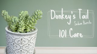 How to Care for Donkeys Tail Succulent  Sedum Burrito 101 Care [upl. by Nichols]