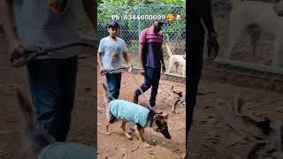 Doghostela CBI Ride 😨😨 anshikamobile colachel dog pet doglover share care loveislove 😍 🐶 [upl. by Ivad800]