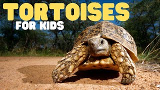 Tortoises for Kids  Learn all about these old land turtles [upl. by Nepean]