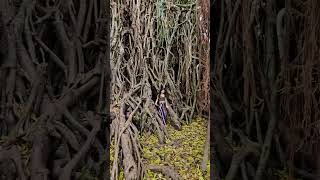 Balete tree  Philippines 🇵🇭 [upl. by Pinelli]