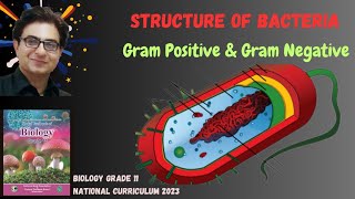 Structure of Bacteria  Gram Positive amp Negative Cell Wall  Urdu Hindi English  Federal Board 2024 [upl. by Weinrich852]