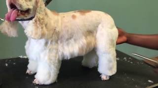 Step by step on how to groom a cocker spaniel tutorial [upl. by Lleder]