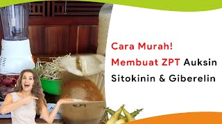 Cara Murah Membuat ZPT Auksin Sitokinin dan Giberelin [upl. by Dorr]