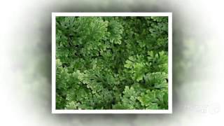 Selaginella  garden plants [upl. by Zoes]