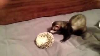 Ferret VS Hedgehog [upl. by Tserof838]