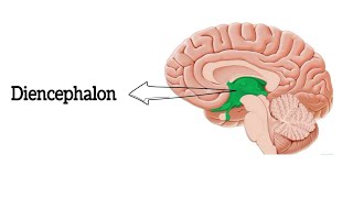 Anatomy of Diencephalon  Thalamus  Hypothalamus  থ্যালামাস  হাইপোথ্যালামাস [upl. by Anirdna]