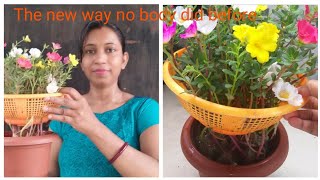 How to grow purslane without soil Hydroponic gardeningwithout soil plantPani me lagane wale plant [upl. by Gelb]