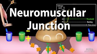 Neuromuscular Junction Animation [upl. by Nyltyak]