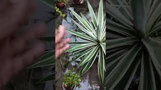 Agave Plant Best Plant In Save More Plant Monkey 🐒🌾🪴 [upl. by Corena]